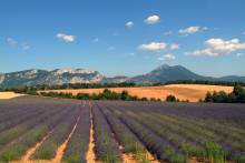 La Célébration de la Lavande